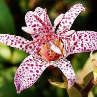 Трициртис Hirta