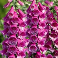 Дігіталіс Virtuoso Red