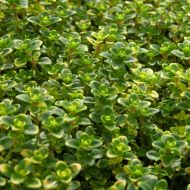 Тимьян лимонный за 0,15 г