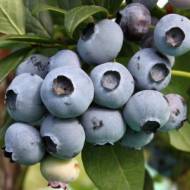 Саджанець Лохина Торо в контейнері