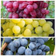 Комплект з 3 сортів новинок винограду