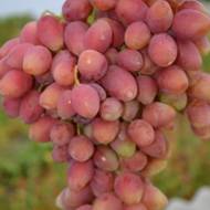 Саженец Виноград Ксения в контейнере