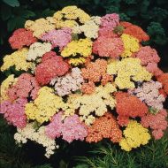 Саджанець Деревій Summer Pastels в контейнері