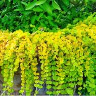 Саджанець Вербейник Aurea в контейнері