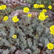 Саджанець Антеміс Маршала (пуповка) в контейнері