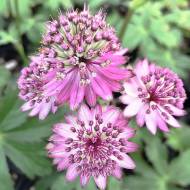 Саджанець Астранція Roma в контейнері