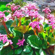 Саджанець Бадан серцелистий Rotblum в контейнері