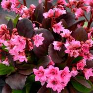 Саджанець Бадан серцелистий Flirt в контейнері