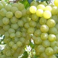 Саджанець Виноград Антоній Великий в контейнері