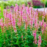 Саджанець Плакун верболистий Pink Blush (Дербенник) в контейнері