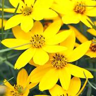 Саджанець Кореопсис Zagreb в контейнері