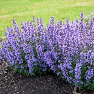 Саджанець Котовник в контейнері