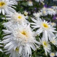 Саджанець Королиця Christine Hagemann в контейнері