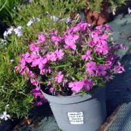 Саджанець Флокс Дугласа Crackerjack в контейнері