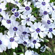 Саджанець Флокс шиловидний Bavaria в контейнері