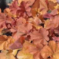 Саджанець Гейхера Northern Exposure Amber в контейнері