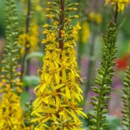 Саджанець Бузульник Przewalskii в контейнері