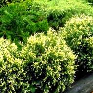 Саджанець Туя Голд Перл в контейнері