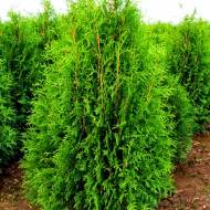 Саджанець Туя Weimar в контейнері