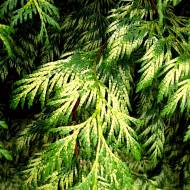 Саджанець Туя Зебріна Голд в контейнері