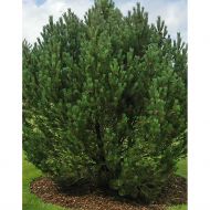 Саджанець Сосна гачкувата в контейнері