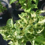 Саженец сирени Aucubaefolia в контейнере