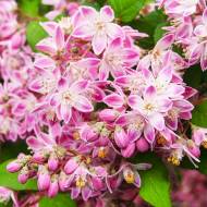 Саженец дейции Magicien в контейнере