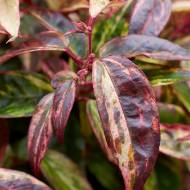 Саженец леукотое Makuaz в контейнере