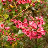 Саженец эскалонии Red Efl в контейнере