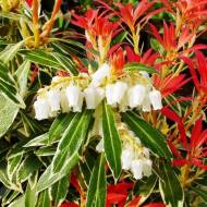 Саженец пиериса Flaming silver в контейнере