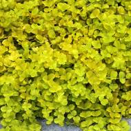 Сажец вербейника Aurea в контейнере