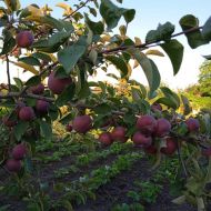 Саженец Яблоня Эра в контейнере