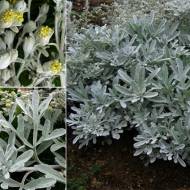 Саженец полыни Silver Brocade в контейнере