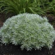 Саженец полыни (артемизии) Шмидта Nana в контейнере