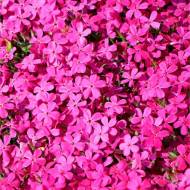 Саженец флокса Дугласа Crackerjack в контейнере