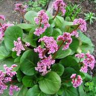 Саженец бадана сердечного Rotblum в контейнере