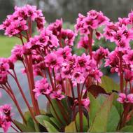 Саженец бадана сердечного Flirt в контейнере