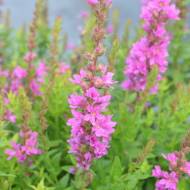 Саженец плакуна ивнистого Pink Blush (Дербенник) в контейнере