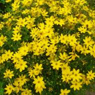 Саженец кореопсиса Zagreb в контейнере