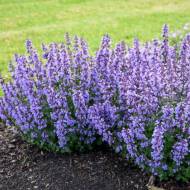 Саженец котовника в контейнере