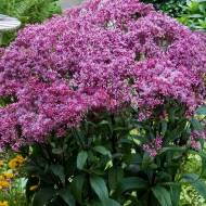 Саженец сидача Baby Jo в контейнере