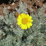 Саженец антемиса Маршалла (пуповка) в контейнере