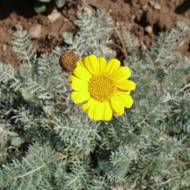 Саженец антемиса Маршалла (пуповка) в контейнере