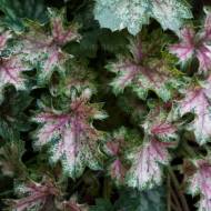 Саженец гейхеры Dew Drops в контейнере