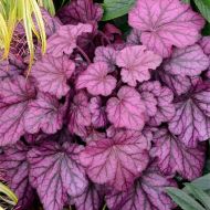 Саженец гейхеры Wild Rose в контейнере