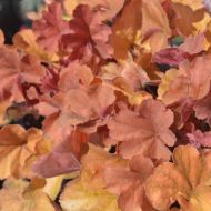 Саженец гейхеры Northern Exposure Amber в контейнере