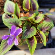 Саженец виолы Heartthrob в контейнере