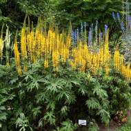 Саженец бузульника Przewalskii в контейнере