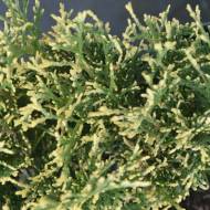 Саженец туи Голд Перл в контейнере