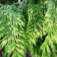 Саженец туи Зебрина Голд в контейнере